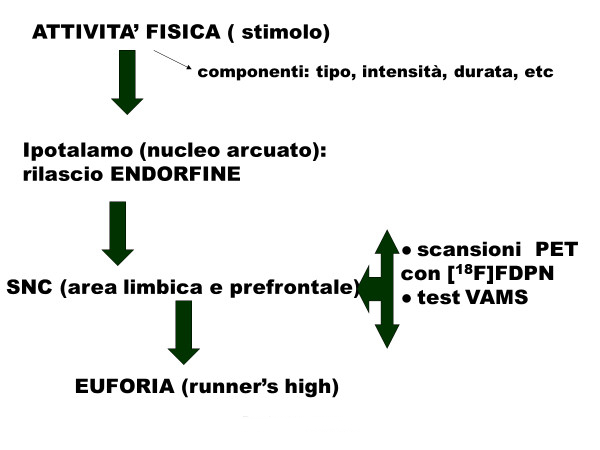 Dall'attività fisica (nello specifico, la corsa) allo stato di euforia, passando per le endorfie. (R. Pellegrino, 2015) schema: dallo stimolo alla produzione di endorfine